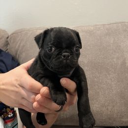 Pug Puppies from Hailey's Pugs