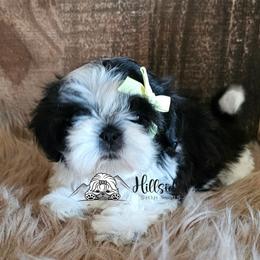 Starr - Black and white female Shih Tzu puppy in Sanger, California from Hillsides Shih-Tzu