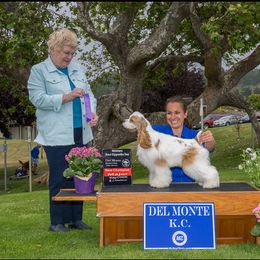 Cocker Spaniel All Grown Up from Retrograde Kennels