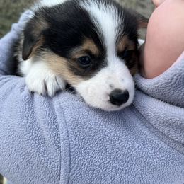 Australian Shepherd, Lagotto Romagnolo, and Pembroke Welsh Corgi Puppies from SS Australian Shepherds