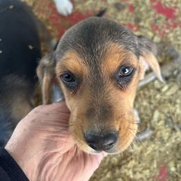 Puppy 3 - White black and tan female Beagle puppy in Martinton, Illinois from Iroquois River Beagles