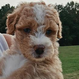 Honey - Yellow and white female Bernedoodle puppy in Olin, North Carolina from Rocky Creek Raised