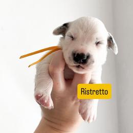 Ristretto - LUA long coat - White and black male Dalmatian puppy in Davenport, Florida from Sunny Jewels Dalmatians