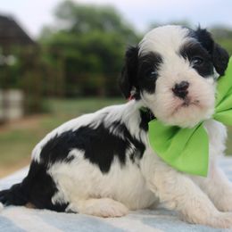 Aussiedoodle, Cavalier King Charles Spaniel, Cavapoo, and Labradoodle Puppies from McDoodles of Texas LLC