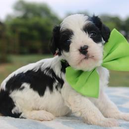 Aussiedoodle, Cavalier King Charles Spaniel, Cavapoo, and Labradoodle Puppies from McDoodles of Texas LLC