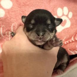 Bianca - Black and tan female Chihuahua puppy in Brooklyn, Connecticut from Ladybug Chihuahuas