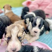 Aussiedoodle and Bordoodle Puppies from Dood B Ranch Doodles