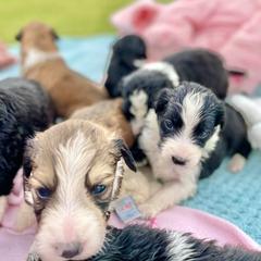 Aussiedoodle and Bordoodle Puppies from Dood B Ranch Doodles