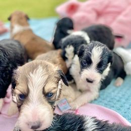 Aussiedoodle and Bordoodle Puppies from Dood B Ranch Doodles
