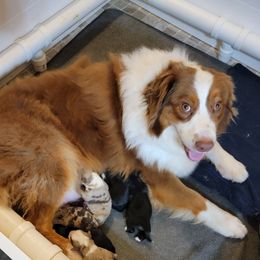 Fiona - Australian Shepherd