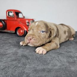 Wesson NALC - Red merle male Catahoula Leopard Dog puppy in Doerun, Georgia from Twig & Tail Puppies