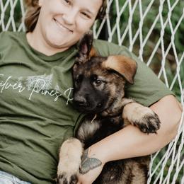 German Shepherd Puppies from Vom Rindahaus Shepherds