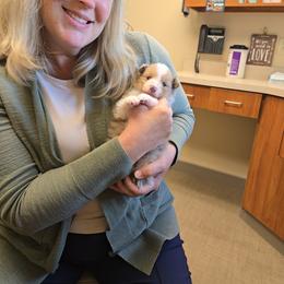 Shetland Sheepdog Puppies from Kaytea Shelties