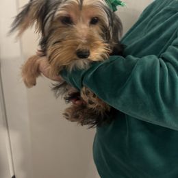 Princess  1800 usually 3500 - Black and tan female Yorkshire Terrier puppy in Las Vegas, Nevada from Quality Poms Chihuahua Yorkies of Las vegas