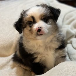 Boy 1 - Blue merle Miniature Australian Shepherd puppy in Travis County, Texas from Double D's Doggie Domaine