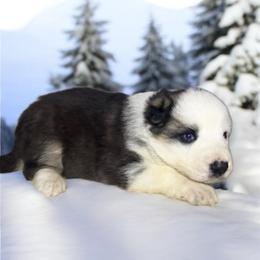 Panda Female - Panda female German Shepherd puppy in Tafton, Pennsylvania from Pocono GSD