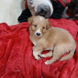 Girl 3 - Cream female Goldendoodle puppy in Pleasant Hill, Iowa from Courtney Nicole's Mal Shihs & Goldendoodles