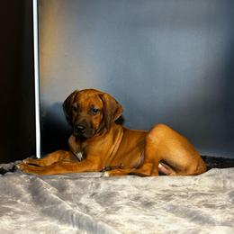 Boy 5 - Wheaten blk nose male Rhodesian Ridgeback puppy in Ocala, Florida from DogWood Kennels
