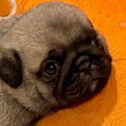 Pugs from Kensington Pugs