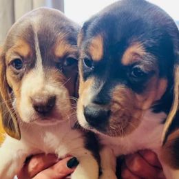 Beagles from Kastel-Beagles