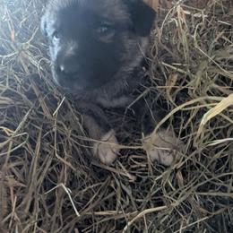 Boy 1 - Brindle male Anatolian Shepherd Dog puppy in Cleveland, Minnesota from Schmahl Family Farms