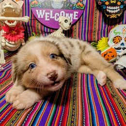 Stuart - Red merle male Australian Shepherd puppy in Arlington, Texas from Firelight Australian Shepherds