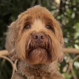 Eli - Australian Labradoodle