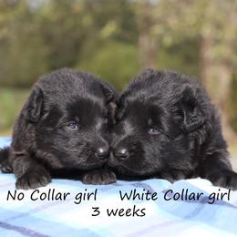 Second Pick girl - Black female German Shepherd puppy in Elkmont, Alabama from Oakmont Shepherds