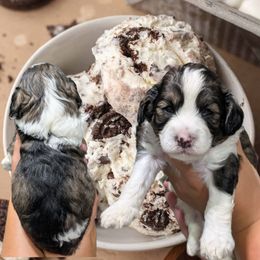 Cookies n Cream - Tri-color male Cavapoo puppy in Coshocton, Ohio from Forever Family Puppies