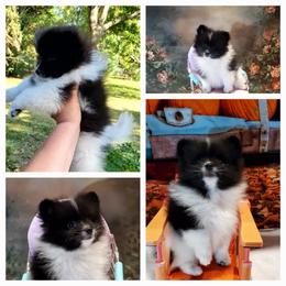 Mindy - Black parti female Pomeranian puppy in Forsyth, Illinois from Amazing Grace Pomeranians