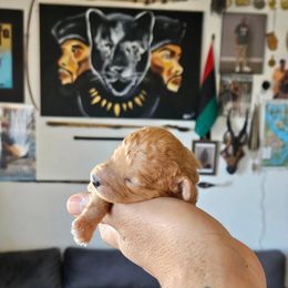 Poodle Puppies from Sankofa Kennel Club
