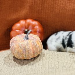 Shetland Sheepdog Puppies from Southern Charm Sheltie Farm