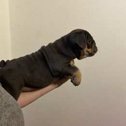 Mercedes Jr - Fawn Bulldog puppy in Alexandria, Virginia from Stacey D’s Bulldogs