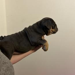 Mercedes Jr - Fawn Bulldog puppy in Alexandria, Virginia from Stacey D’s Bulldogs