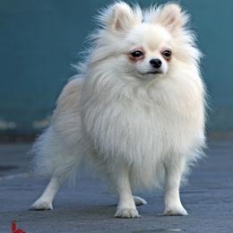 Missy - Pomeranian
