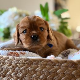 Hirono - Ruby male Cavalier King Charles Spaniel puppy in Fontana, California from Magical Cavaliers