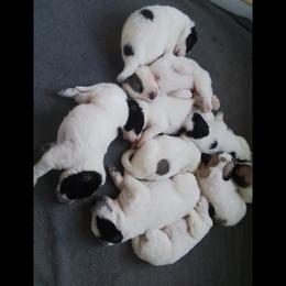 M7 - White male Anatolian Pyrenees puppy in Montague, California from Flock and Fang