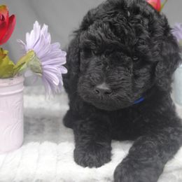 Goldendoodle Puppies from Obsidian Creek Doodles LLC