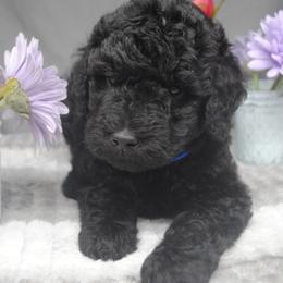 Goldendoodle Puppies from Obsidian Creek Doodles LLC