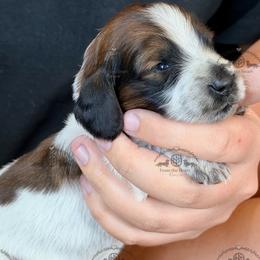Mr. Blue-2400 - Piebald male Dachshund puppy in Sparr, Florida from From the Heart Doxies