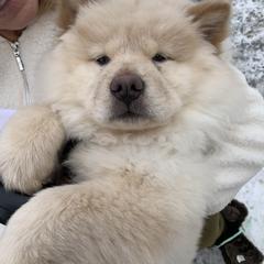 Chow Chow Puppies from Darling Chows