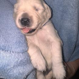 Golden Retriever Puppies from Goldilocks Golden Retrievers
