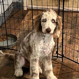 Kenzy - Red merle female Aussiedoodle puppy in Anchorage, Alaska from Covington Acres