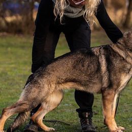German Shepherds from Von Holbrook Kennels