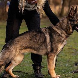 German Shepherds from Von Holbrook Kennels