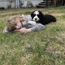Bernedoodle Puppies from Bern'N Love Doodles