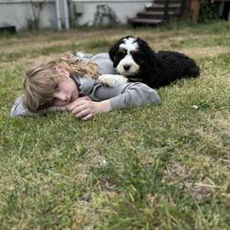 Bernedoodle Puppies from Bern'N Love Doodles