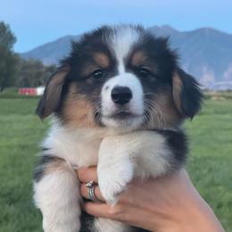 Lala - Black and tan female Pembroke Welsh Corgi puppy in Benjamin, Utah from Nuna’s  Corgis