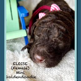 ELOISE - Chocolate female Goldendoodle puppy in Houston, Texas from Pia’s Doodle Poodle Wag