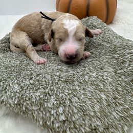 Navy Collar - Red  male Goldendoodle puppy in Meridian, Mississippi from Smoodles